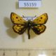 55159p-Hesperidae-Carterocephalus-silvicola-Krasnoyarsk-reg.-4