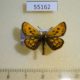 55162p-Hesperidae-Carterocephalus-silvicola-Krasnoyarsk-reg.-4