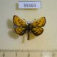 55163p-Hesperidae-Carterocephalus-silvicola-Krasnoyarsk-reg.-4