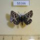 55166p-Hesperidae-Pyrgus-malvae-Krasnoyarsk-reg.-6