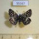 55167p-Hesperidae-Pyrgus-malvae-Krasnoyarsk-reg.-6