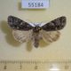 55184p-Noctuidae-Acronicta-rumicis-Krasnoyarsk-reg.-5