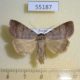 55187p-Noctuidae-Lygephila-viciae-Kasnoyarsk-reg.-4
