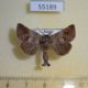 55189p-Notodontiidae-Clostera-pigra-Krasnoyars-reg.-4