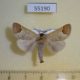 55190p-Notodontiidae-Clostera-albosigma-Krasnoyarsk-reg.-4