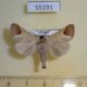 55191p-Notodontiidae-Clostera-albosigma-Krasnoyarsk-reg.-4