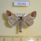 55192p-Notodontiidae-Clostera-albosigma-Krasnoyarsk-reg.-4