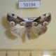 55194p-Thyatiridae-Thyatira-batis-Krasnoyarsk-reg.-5