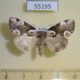55195p-Thyatiridae-Thyatira-batis-Krasnoyarsk-reg.-5