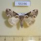 55196p-Thyatiridae-Thyatira-batis-Krasnoyarsk-reg.-5