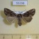 55198p-Noctuidae-Lacanobia-thalassina-f-Krasnoyarsk-reg.-4