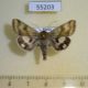 55203p-Noctuidae-Heliothis-viriplaca-Krasnoyarsk-reg.-4