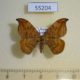 55204p-Drepanidae-Drepana-curvatula-Krasnoyarsk-reg.-5