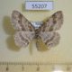 55207p-Geometridae-Ectropis-crepuscularia-Krasnoyarsk-reg.-4