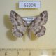 55208p-Geometridae-Ectropis-crepuscularia-Krasnoyarsk-reg.-4