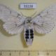 55228p-Notodontiidae-Cerura-erminea-f-Tyva-rep.-10