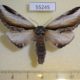55245p-Notodontiidae-Pheosia-tremula-f-Tyva-rep.-8