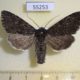 55253p-Noctuidae-Polia-conspicua-Tyva-rep.-12