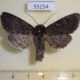 55254p-Noctuidae-Polia-conspicua-Tyva-rep.-12