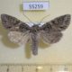 55259p-Noctuidae-Polia-nebulosa-Tyva-rep.-6