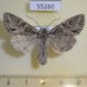 55260p-Noctuidae-Polia-nebulosa-Tyva-rep.-6