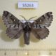 55263p-Lasiocampidae-Cosmotriche-lobulina-Tyva-rep.-4