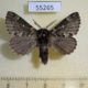 55265p-Lasiocampidae-Cosmotriche-lobulina-Tyva-rep.-6