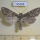 55268p-Noctuidae-Polia-nebulosa-Tyva-rep.-6
