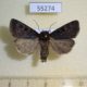 55274p-Noctuidae-Feltia-nigrita-Tyva-rep.-8