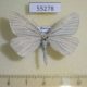 55278p-Geometridae-Siona-lineata-Tyva-rep.-4