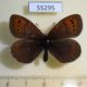 55295p-SatyridaebErebia-pandrose-f-Tyva-rep.-8