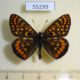 55299p-Nymphalidae-Euphydryas-ichnea-Khakassia-rep.-6