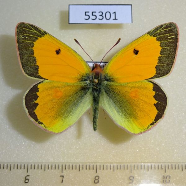 Pieridae Colias chrysotheme Tyva rep.