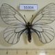 55304p-Papilionidae-Parnassius-stubbendorfi-f-Tyva-rep.-6