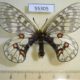 55305p-Papilionidae-Parnassius-eversmanni-f-Tyva-rep.-25
