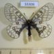 55306p-Papilionidae-Parnassius-eversmanni-f-Tyva-rep.-20