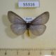 55316p-Arctiidae-Dodia-diaphana-Tyva-rep.-12