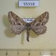 55318p-Geometridae-Spartopteryx-kindermannaria-Tyva-rep.-6