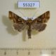 55327p-Noctuidae-Euchalcia-renardi-Tyva-rep.-4