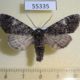 55335p-Noctuidae-Polia-malchani-Tyva-rep.-8