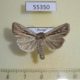 55350p-Noctuidae-Mythimna-comma-Tyva-rep.-5