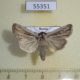 55351p-Noctuidae-Mythimna-comma-Tyva-rep.-5