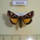 55353p-Noctuidae-Syngrapha-hochenwarthi-Tyva-rep.-30