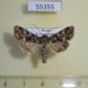 55355p-Noctuidae-Hadena-perplexa-Tyva-rep.-8