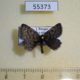 55373p-Geometridae-Psodos-coracina-Tyva-rep.-9