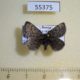 55375p-Geometridae-Psodos-coracina-Tyva-rep.-9