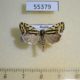 55379p-Noctuidae-Acontia-trabealis-Tyva-rep.-5