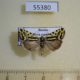 55380p-Noctuidae-Acontia-trabealis-Tyva-rep.-6