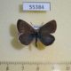 55384p-Lycaenidae-Plebeius-lucifer-Tyva-rep.-8