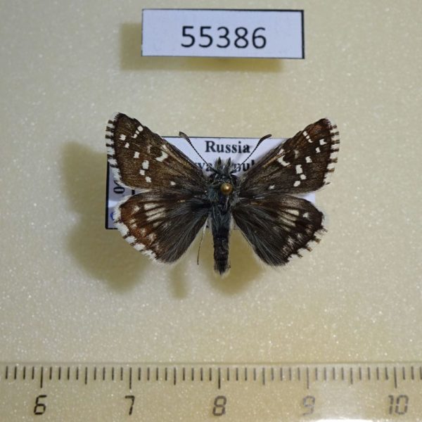 Hesperiidae Pyrgus alveus Tyva rep.